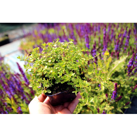 Macierzanka piaskowa sadzonka