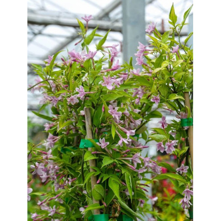 Jaśmin Stefana sadzonka