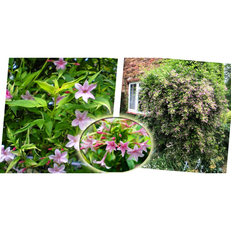 Jaśmin Stefana sklep