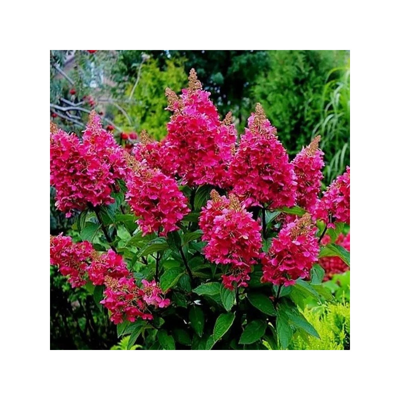 Hortensja bukietowa Wim's Red