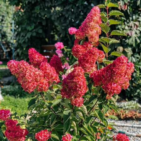 Hortensja bukietowa Wim's Red sklep