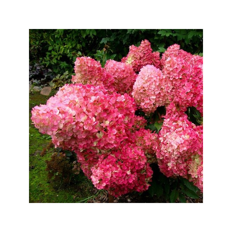 Hortensja bukietowa Wim's Red cena