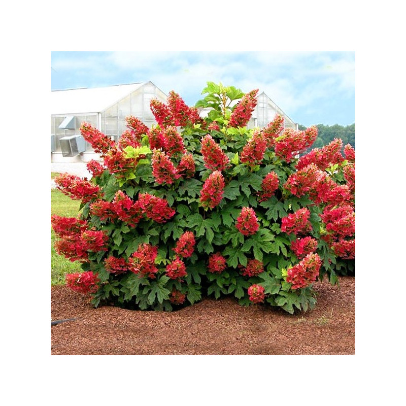 Hortensja dębolistna Burgundy