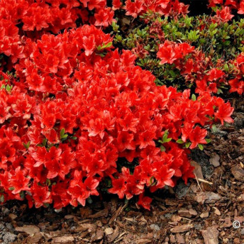 Azalia japońska Fridoline