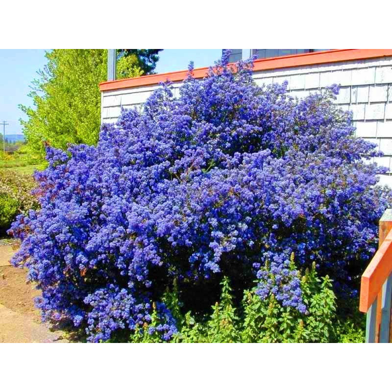 Prusznik gdzie kupić