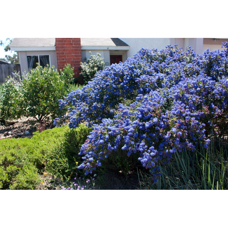 Prusznik Gloire de Versaills