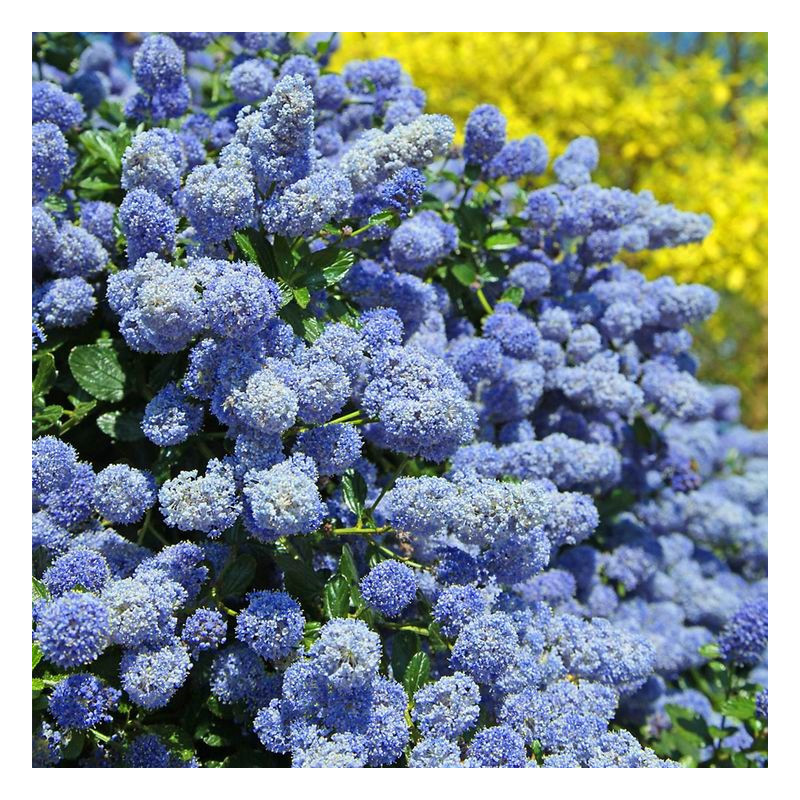 Prusznik mrozoodporny