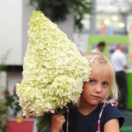 Hortensja bukietowa Moonlight cena
