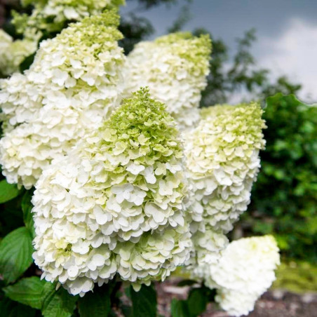 Hortensja bukietowa Moonlight gdzie kupić