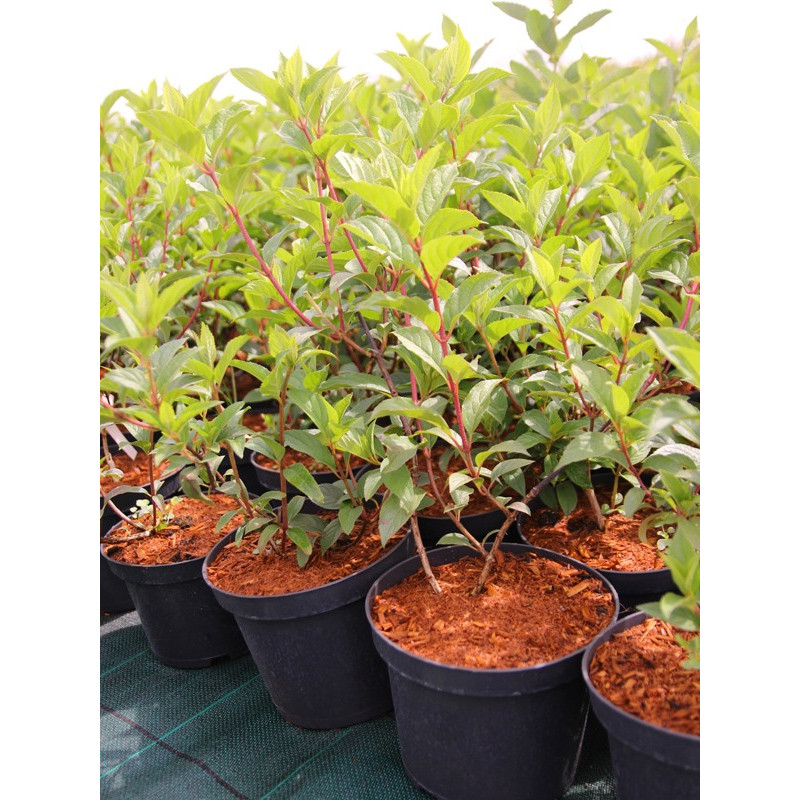 Hortensja bukietowa Moonlight sadzonki