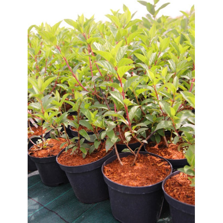 Hortensja bukietowa Moonlight sadzonki