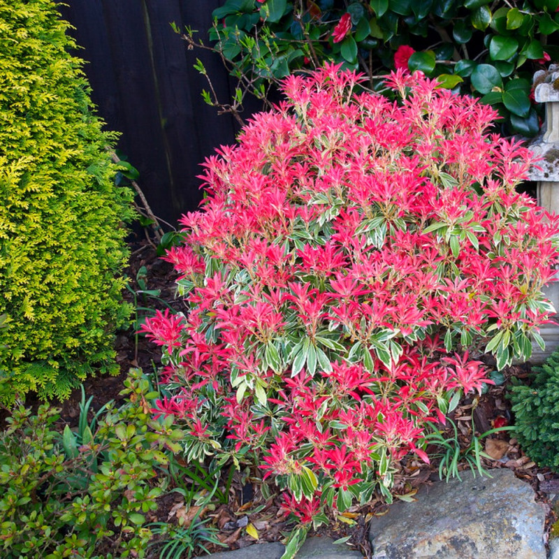 Pieris japoński Flaming SIlver