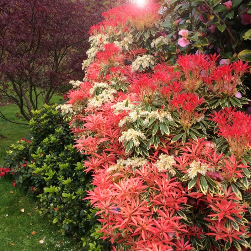 Pieris japoński Flaming Silver cena