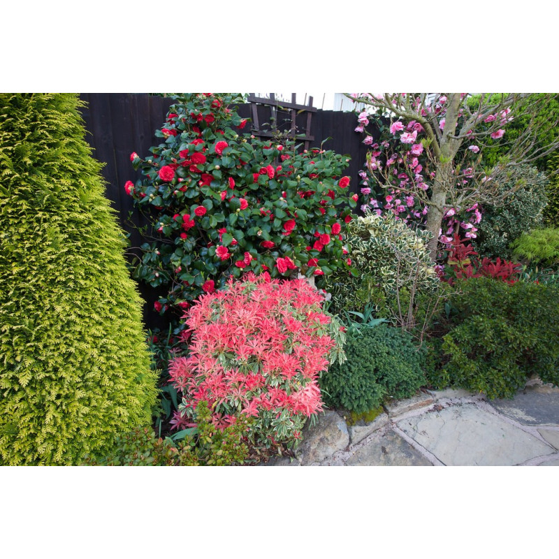 Pieris japoński Flaming Silver