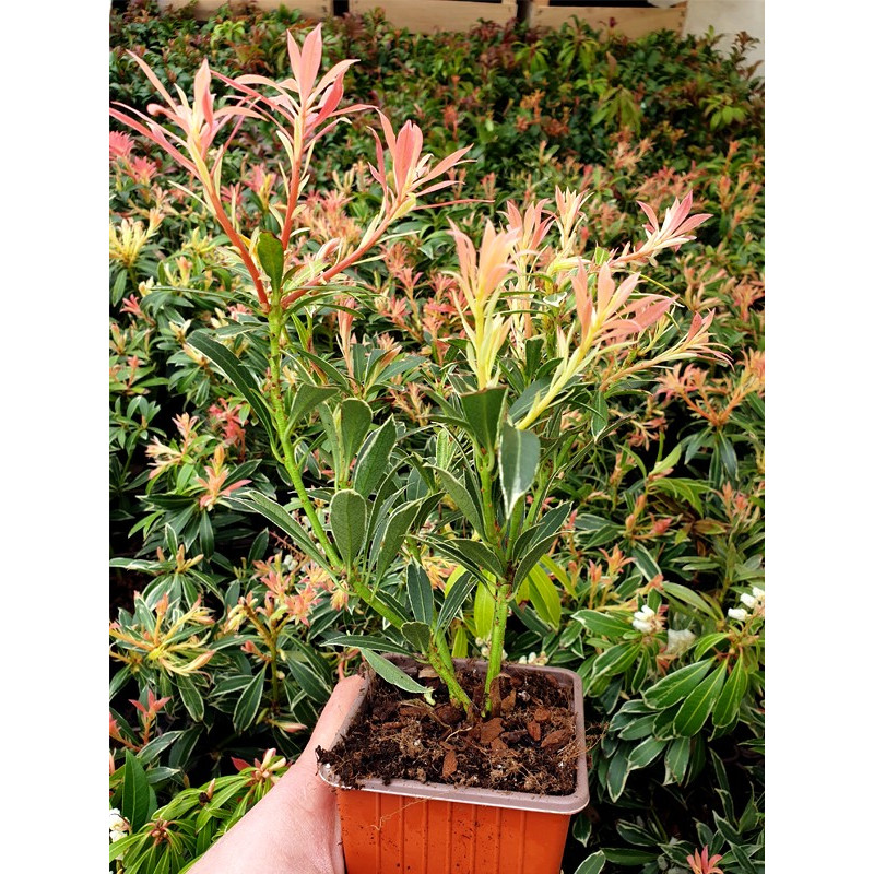 Pieris japoński cena