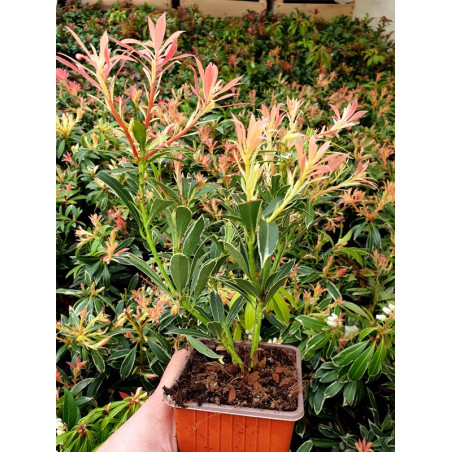 Pieris japoński cena