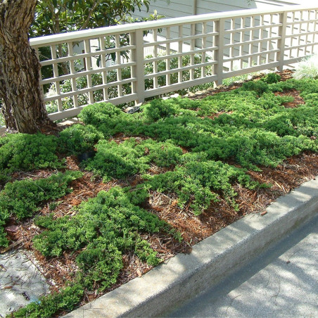 Jałowiec rozesłany nana