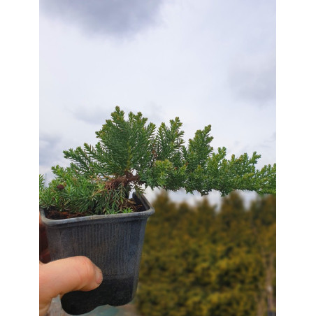 Jałowiec rozesłany nana sadzonka