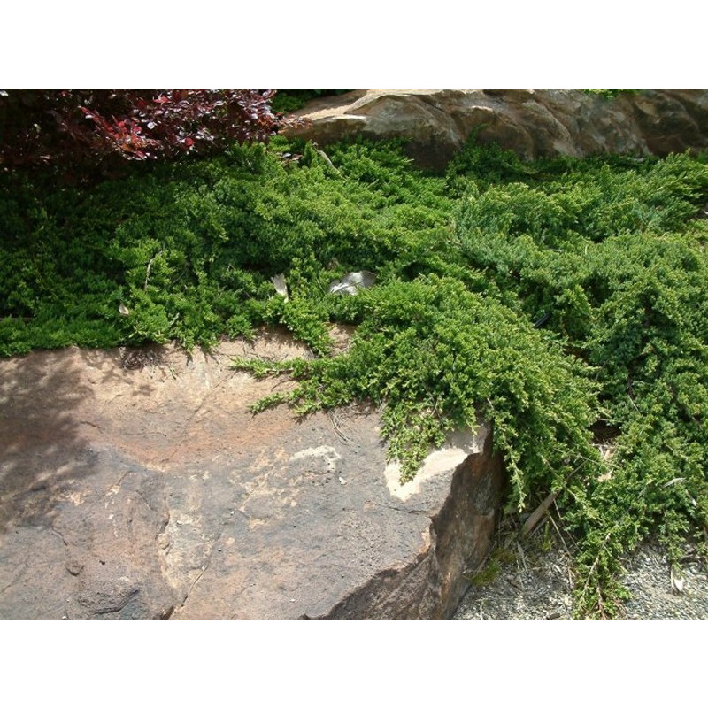 Jałowiec rozesłany nana cena