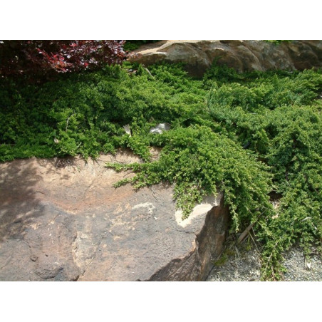 Jałowiec rozesłany nana cena