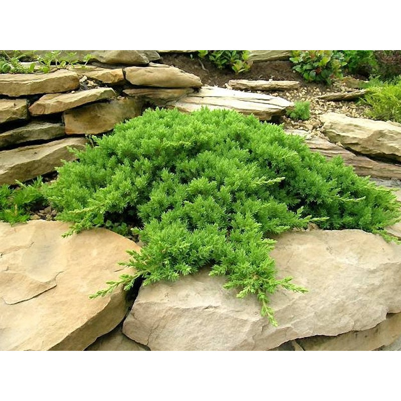 Jałowiec rozesłany nana sklep