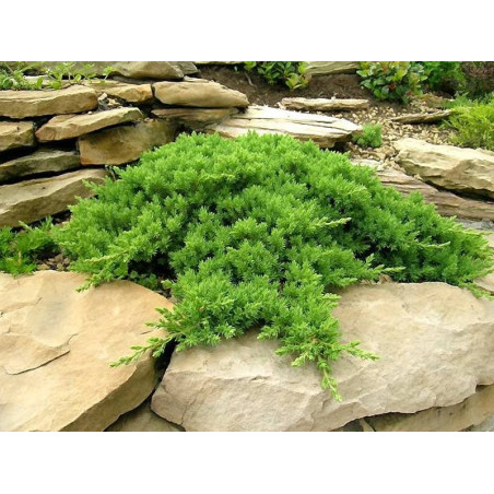 Jałowiec rozesłany nana sklep