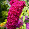 Budleja royal red sklep