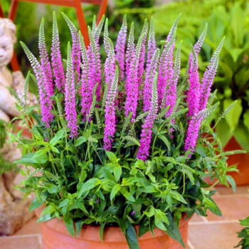 Przetacznik kłosowy