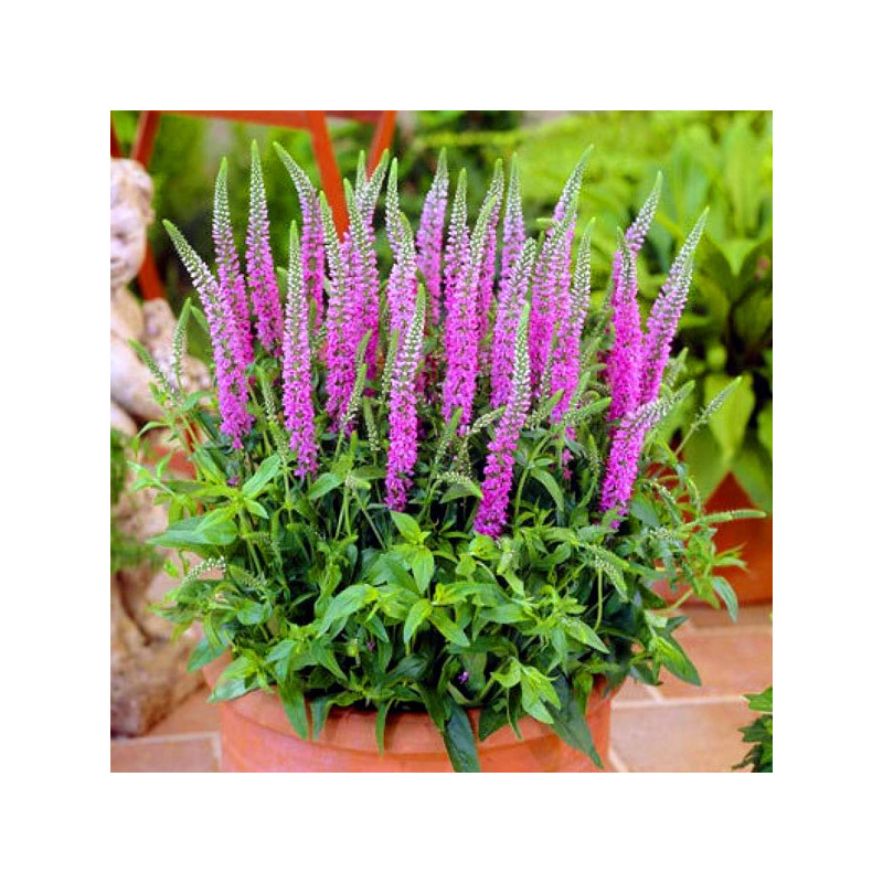 Przetacznik kłosowy