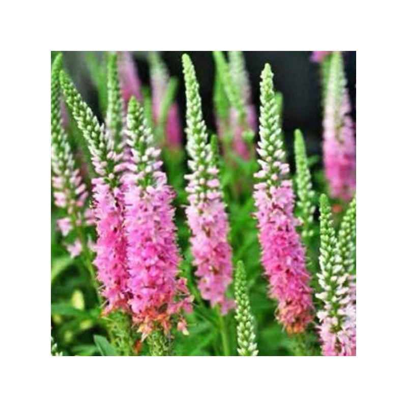 Przetacznik różowy