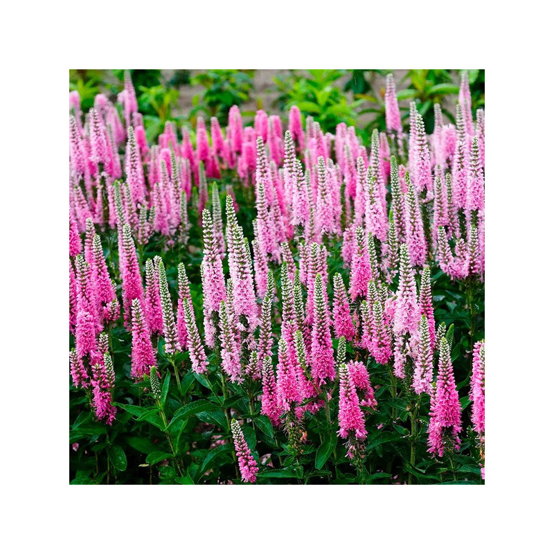 Przetacznik kłosowy rose Zwerg