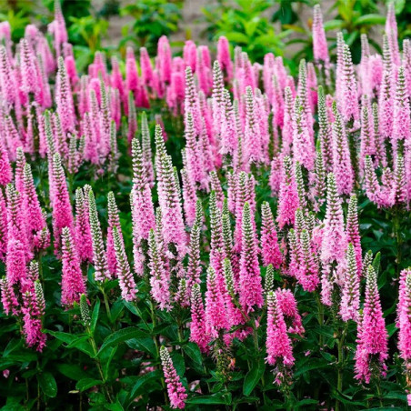 Przetacznik kłosowy cena