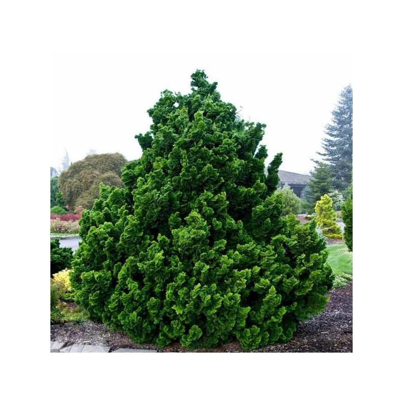 cyprysik miniaturowy