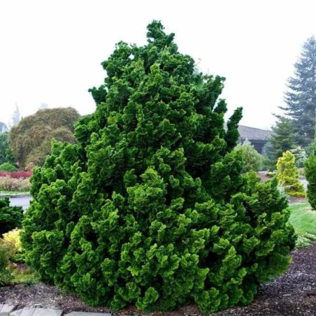 cyprysik miniaturowy