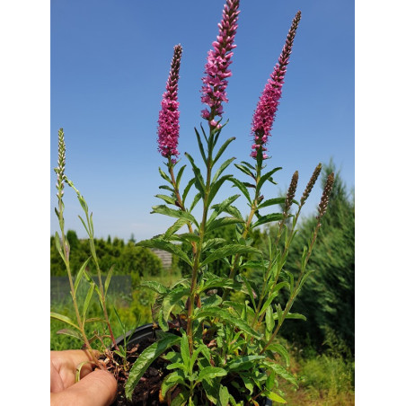 Przetacznik kłosowy sadzonka