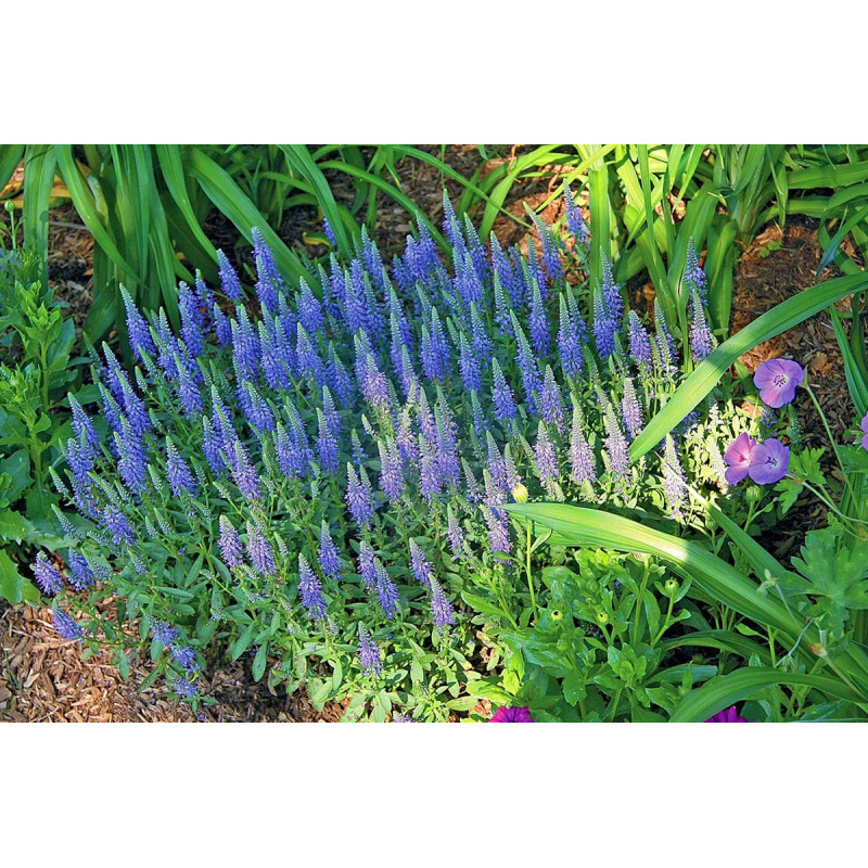 Przetacznik kłosowy Nana Blauteppich cena