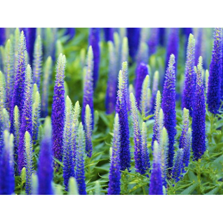 Przetacznik kłosowy Nana Blauteppich sklep