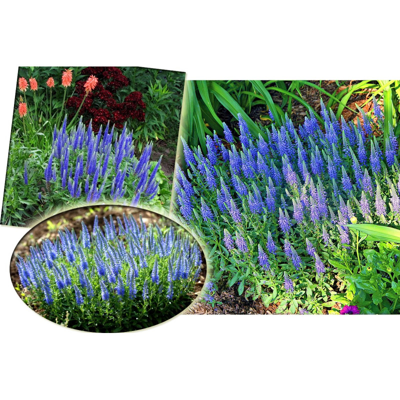 Przetacznik kłosowy Nana Blauteppich cena