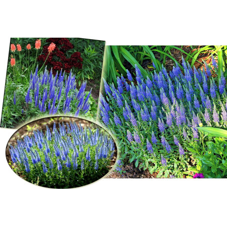 Przetacznik kłosowy Nana Blauteppich cena