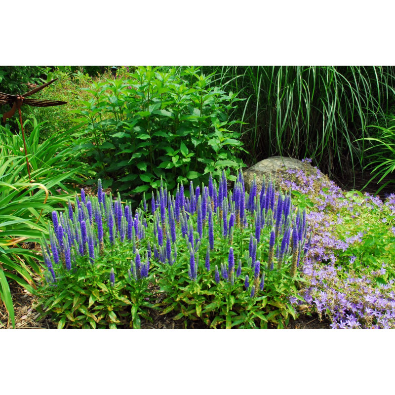 Przetacznik kłosowy Nana Blauteppich niebieski