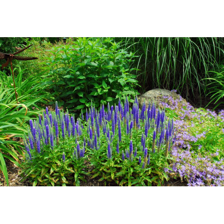 Przetacznik kłosowy Nana Blauteppich niebieski