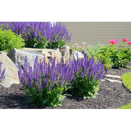 Przetacznik kłosowy Nana Blauteppich byliny