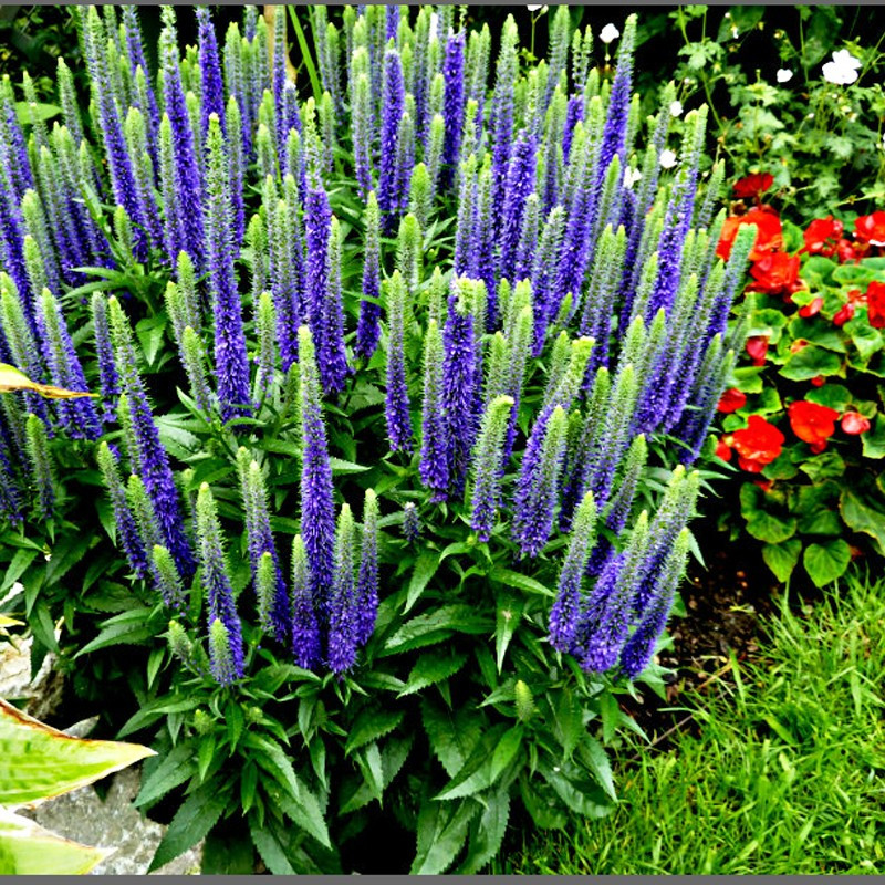 Przetacznik kłosowy Nana Blauteppich