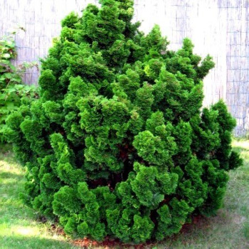 cyprysik tepołuskowy nana gracilis sadzonki