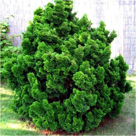 cyprysik tepołuskowy nana gracilis sadzonki