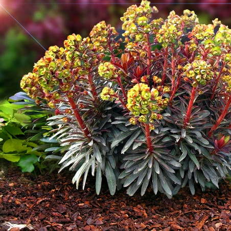 Wilczomlecz migdałolistny Purpurea