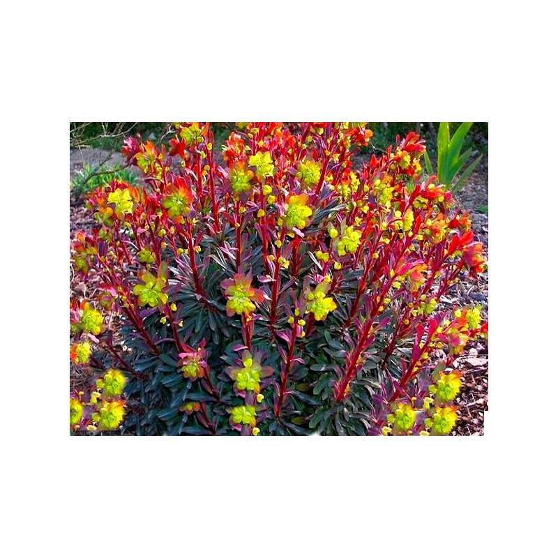 Wilczomlecz migdałolistny Purpurea sklep