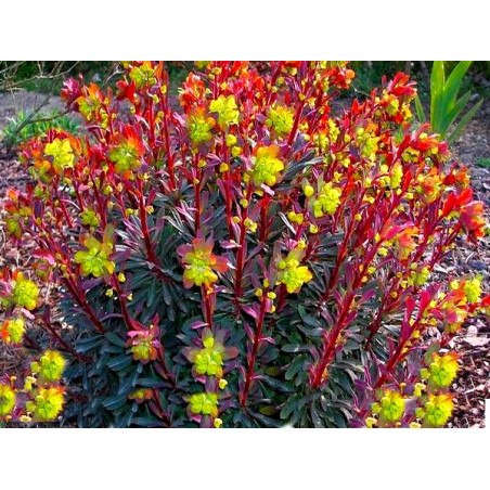 Wilczomlecz migdałolistny Purpurea sklep