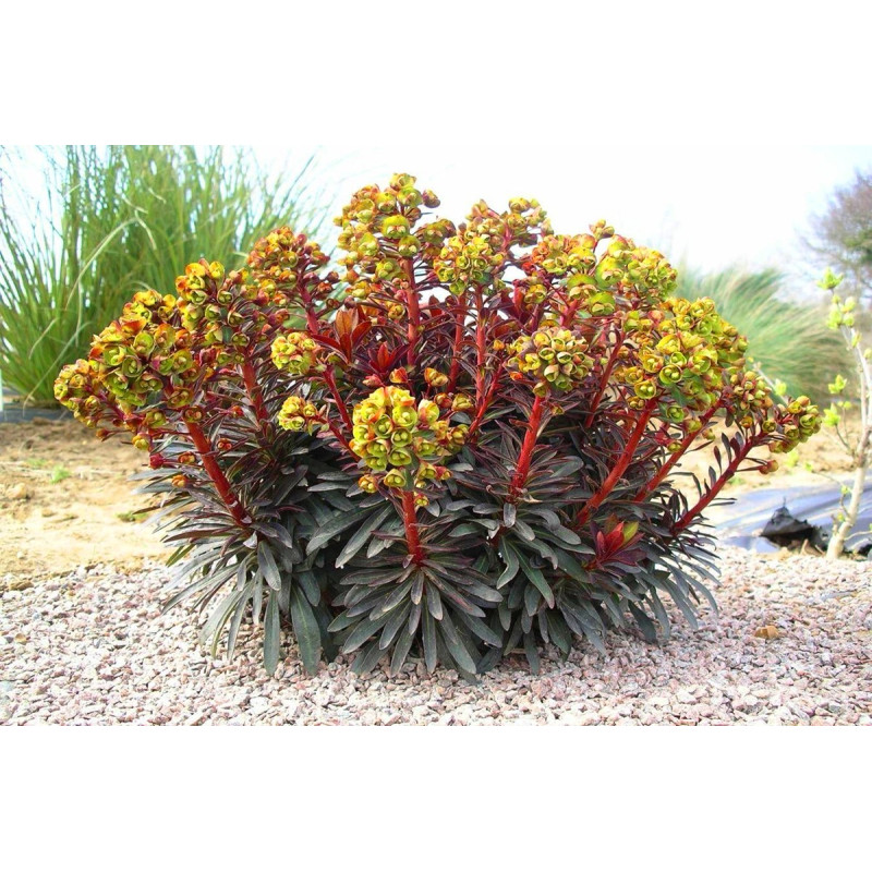 Wilczomlecz migdałolistny Purpurea