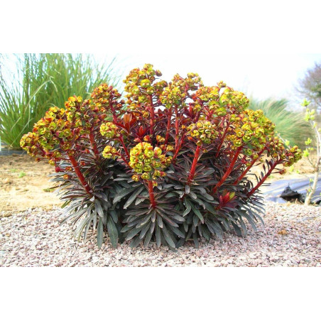 Wilczomlecz migdałolistny Purpurea